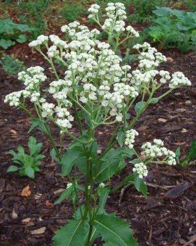 Parthenium Integrifolium