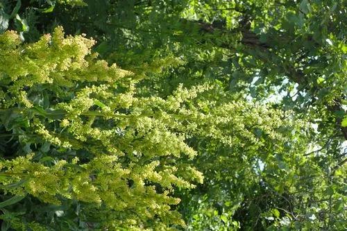 Rumex Roseus