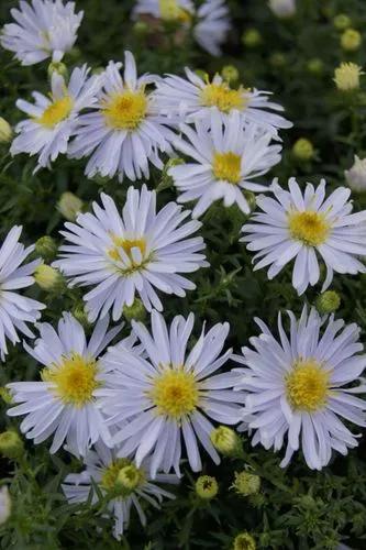 Aster Dumosus