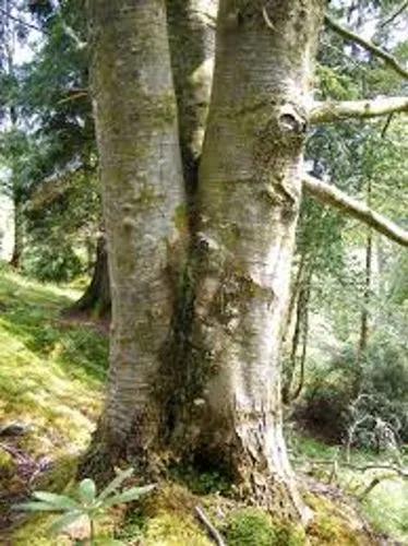 Lenga Beech