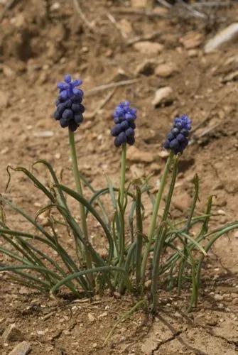 Musk Hyacinth, Muscari, Nutmeg Hyacinth