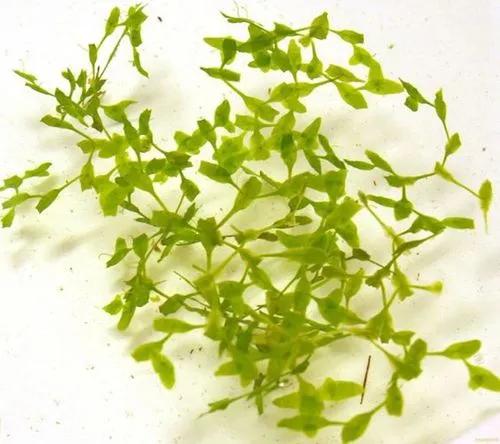 Narrow-leaf duckweed