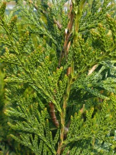 Western Red Cedar