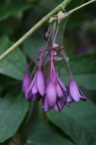 Blue China Vine