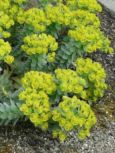 Myrtle Spurge