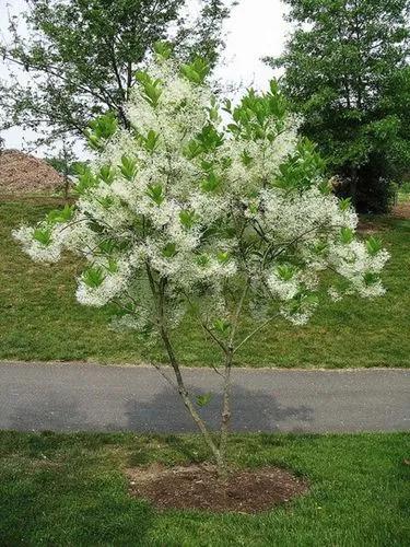 White Fringetree