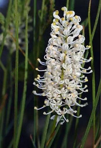 Grevillea Leucopteris