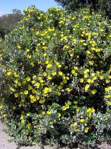 Channel Islands Tree Poppy