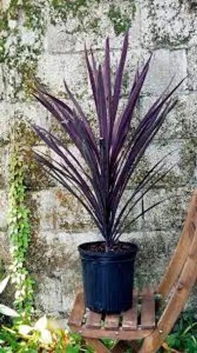 Cordyline 'red Sensation'