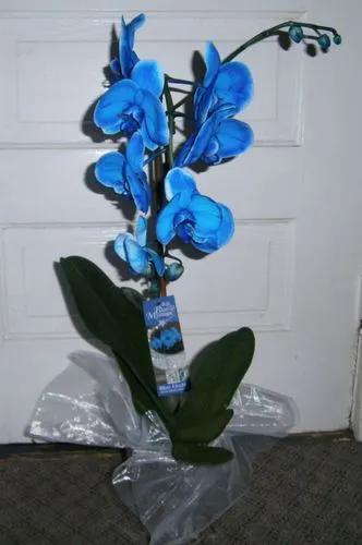 Blue Mystique Orchid