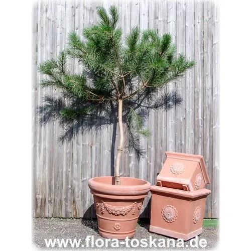 Umbrella Pine