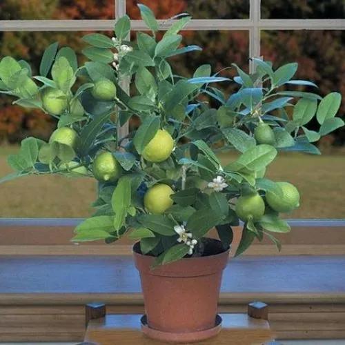 Key Lime