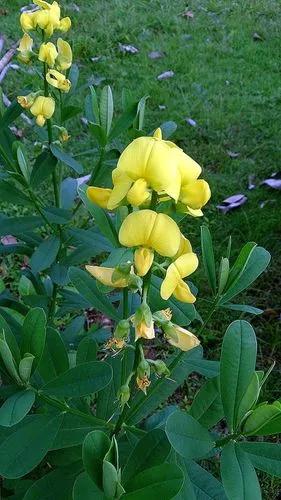 Crotalaria Retusa