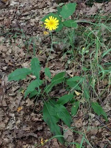 Hieracium Lachenalii