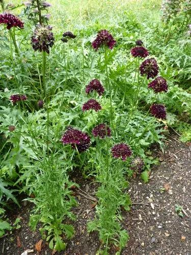 Pincushion Flower