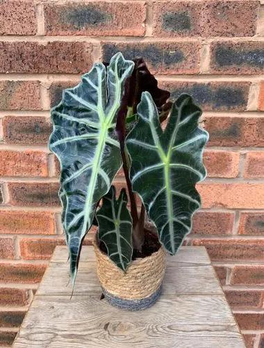 Alocasia Polly