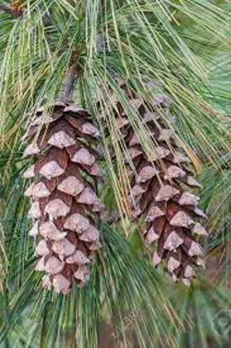 Coniferous Evergreen