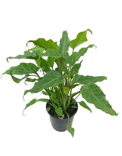 Xanadu Philodendron