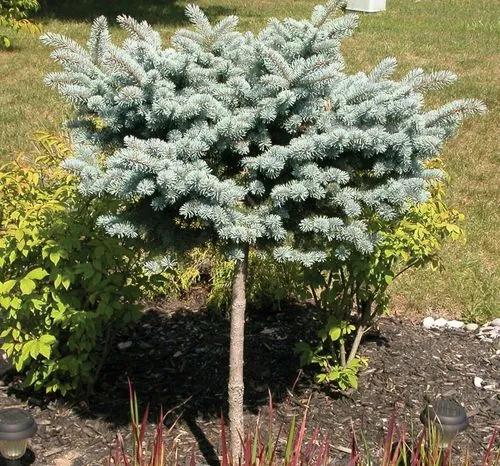 Globe Blue Spruce