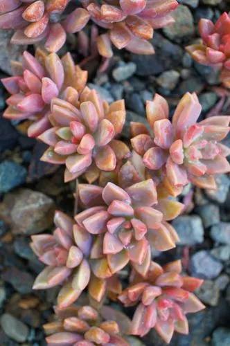 Graptoveria