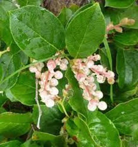 Gaultheria Shallon