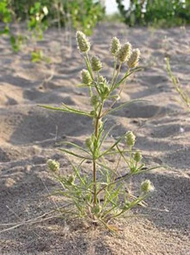 Branched Plantain