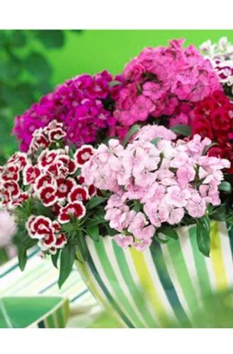 Sweet William