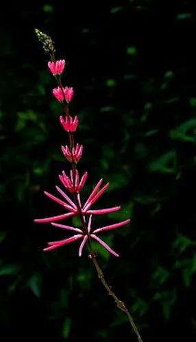 Erythrina Herbacea