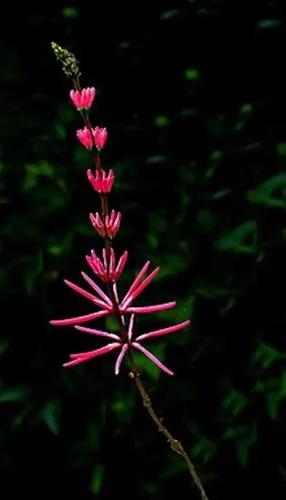 Erythrina Herbacea