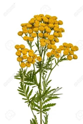 Tanacetum Vulgare