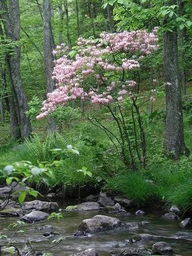 Pinxterbloom Azalea