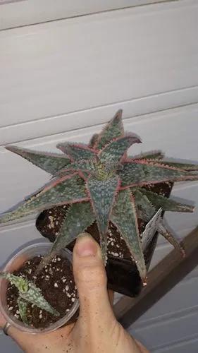 Aloe Bright Star