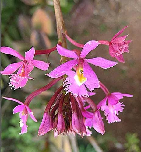 Epidendrum Baumannianum