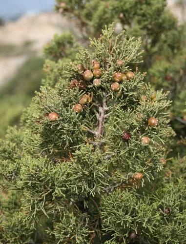 Phoenician Juniper