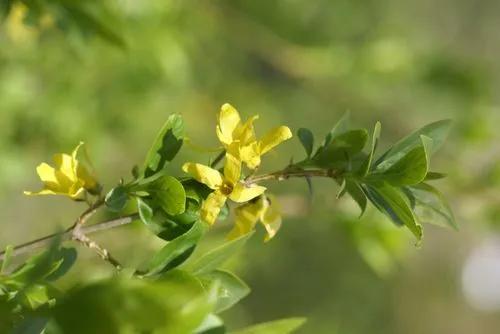 Greenstem forsythia