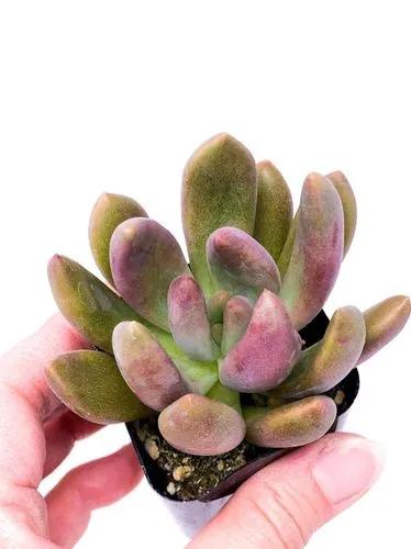 Echeveria Haagai ‘tolimanensis’