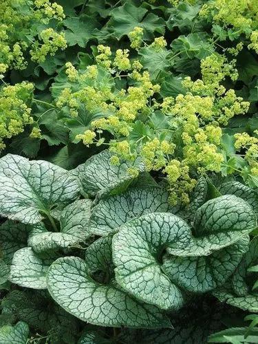 Lady's Mantle