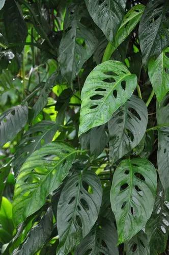 Monstera Lechleriana