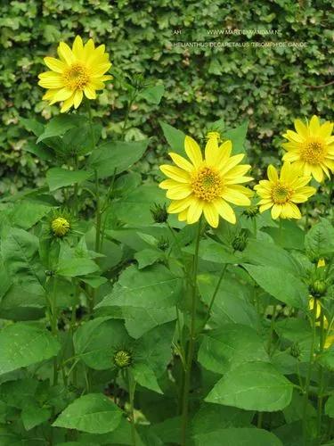 Thin-leaf Sunflower