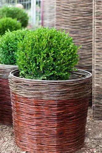 Dwarf Boxwoods