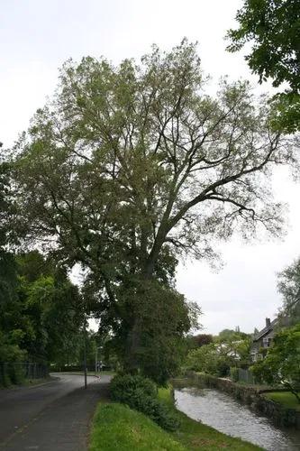 European White Elm