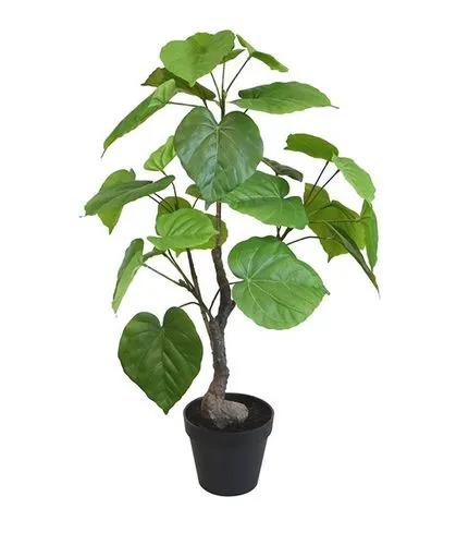 Ficus Unbellata