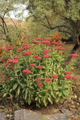 Autumn Fire Sedum