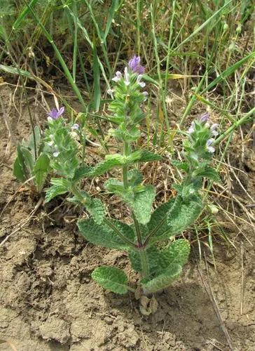 Annual Clary Sage