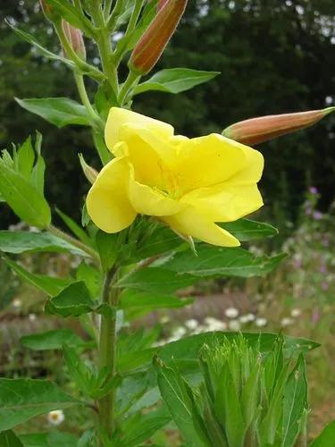 Common evening-primrose