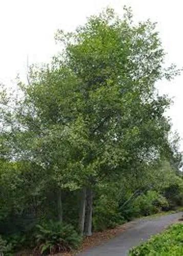 Red Alder