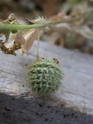 Ciliate Medick