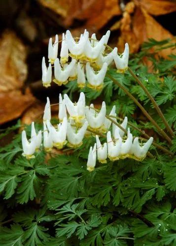 Dicentra Cucullaria