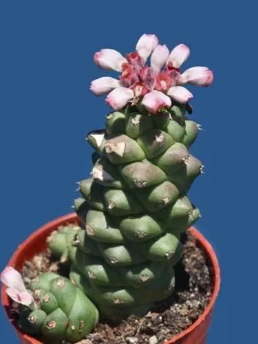 Euphorbia Ritchiei