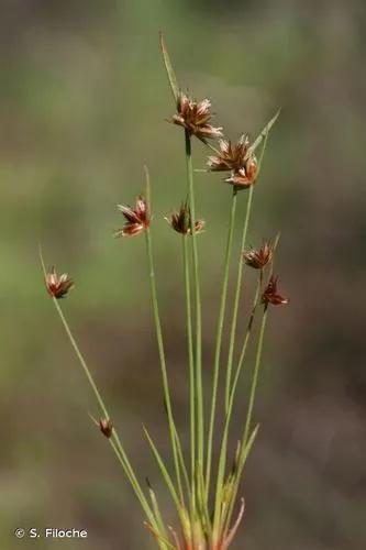 Dwarf Rush